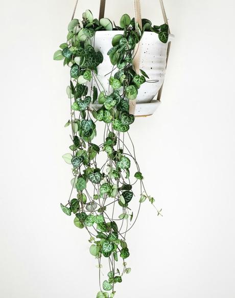 Las 9 mejores plantas colgantes Las 9 mejores plantas colgantes