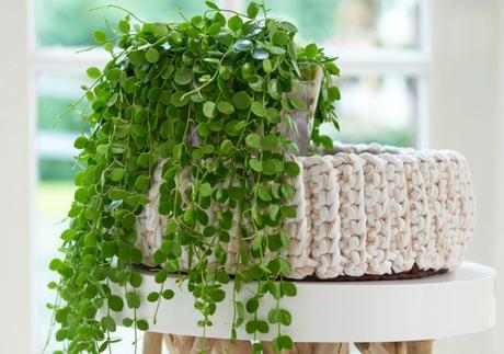 Las 9 mejores plantas colgantes Las 9 mejores plantas colgantes