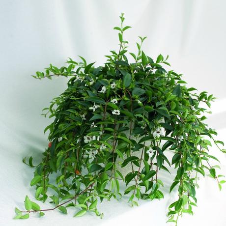 Las 9 mejores plantas colgantes Las 9 mejores plantas colgantes