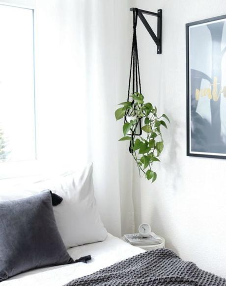 Las 9 mejores plantas colgantes Las 9 mejores plantas colgantes