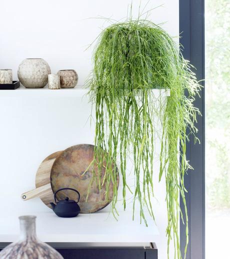 Las 9 mejores plantas colgantes Las 9 mejores plantas colgantes