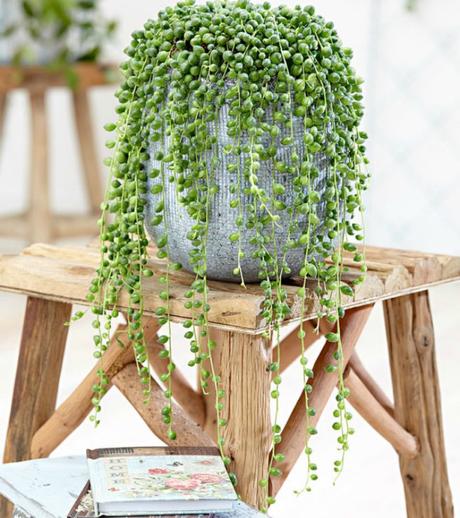 Las 9 mejores plantas colgantes Las 9 mejores plantas colgantes