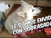 VLOG6# novio tiene alergia perro comidas