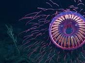explosión fuegos artificiales alta mar: medusa rara filmada Nautilus