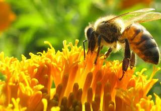 Las abejas (y el ser humano) sí están en peligro Las abejas (y el ser humano) sí están en peligro