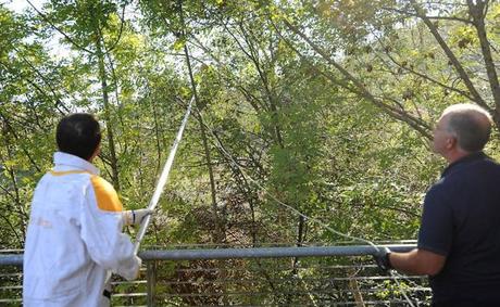 Los nidos de avispa asiática descienden un 16% en el Duranguesado el último año Operarios retiran un nido de avispa asiática de un árbol. / FÉLIX MORQUECHO