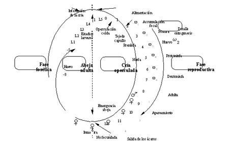 BIO-ANATOMIA DE LA VARROA JACOBSONI - BIO-ANATOMY OF THE VARROA JACOBSONI.