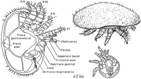 BIO-ANATOMIA DE LA VARROA JACOBSONI - BIO-ANATOMY OF THE VARROA JACOBSONI.