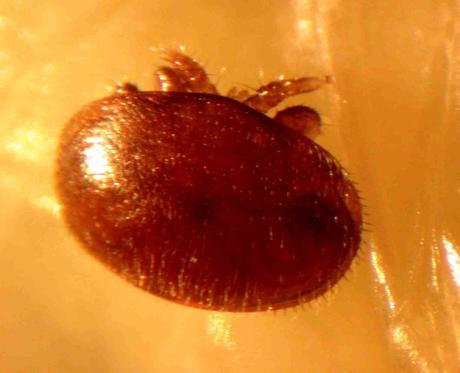 BIO-ANATOMIA DE LA VARROA JACOBSONI - BIO-ANATOMY OF THE VARROA JACOBSONI.