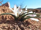 Como Profetizó Isaías: Desierto Israel comenzado Florecer