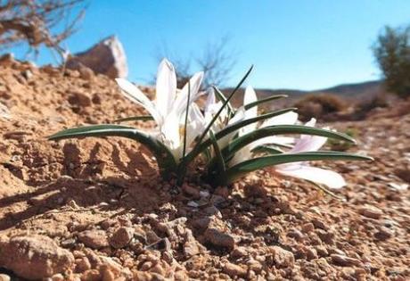Como Profetizó Isaías: Desierto de Israel ha comenzado a Florecer Como Profetizó Isaías: Desierto de Israel ha comenzado a Florecer