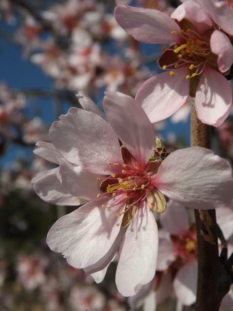 El Ocaso invernal está llegando... Los Heraldos anuncian la nueva estación La Primavera