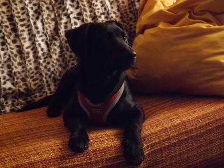 Labradora de  cuatro meses