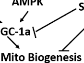 Artículo comentado: triglicéridos cadena media mejoran resistencia ejercicio través aumento biogénesis metabolismo mitocondrial
