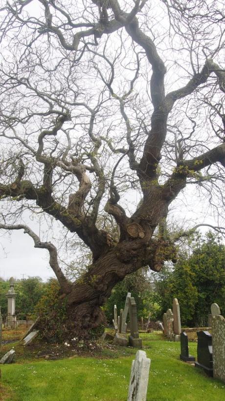 El árbol de La Armada