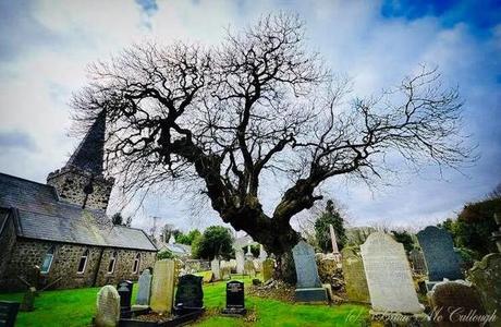 El árbol de La Armada