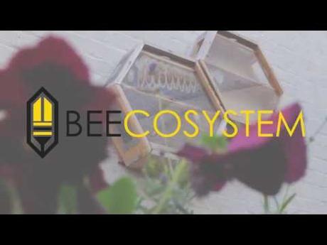 Colmenas modulares para observar las abejas dentro de casa