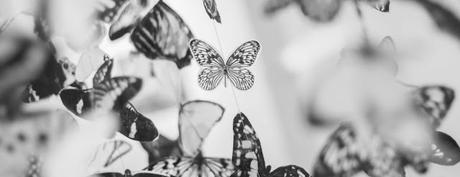 Reseña: The butterfly garden