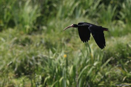 Cuervillos cara pelada en época de anidación