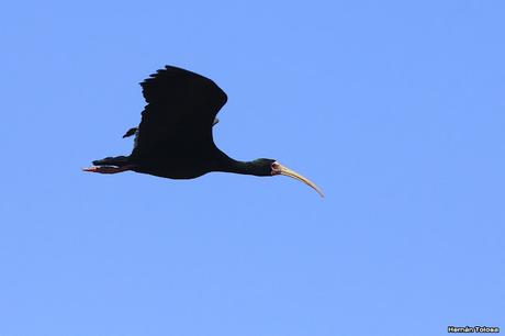 Cuervillos cara pelada en época de anidación