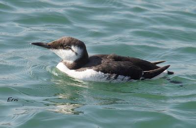 PAJAREANDO POR LA MARISMA