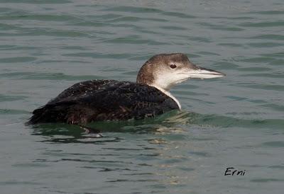 PAJAREANDO POR LA MARISMA