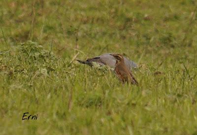 PAJAREANDO POR LA MARISMA
