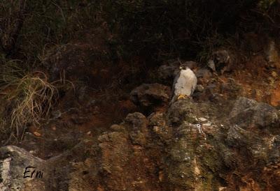 PAJAREANDO POR LA MARISMA