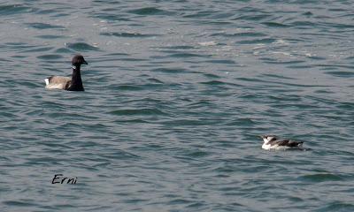 PAJAREANDO POR LA MARISMA
