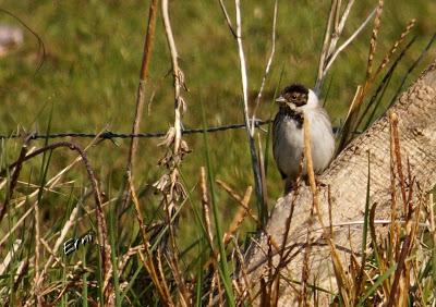 PAJAREANDO POR LA MARISMA