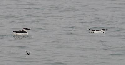 PAJAREANDO POR LA MARISMA