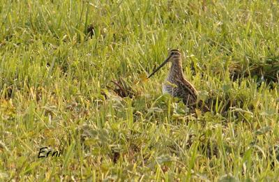 PAJAREANDO POR LA MARISMA