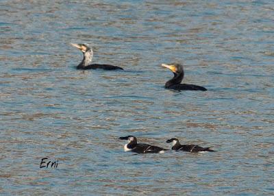 PAJAREANDO POR LA MARISMA
