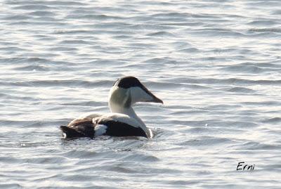 PAJAREANDO POR LA MARISMA