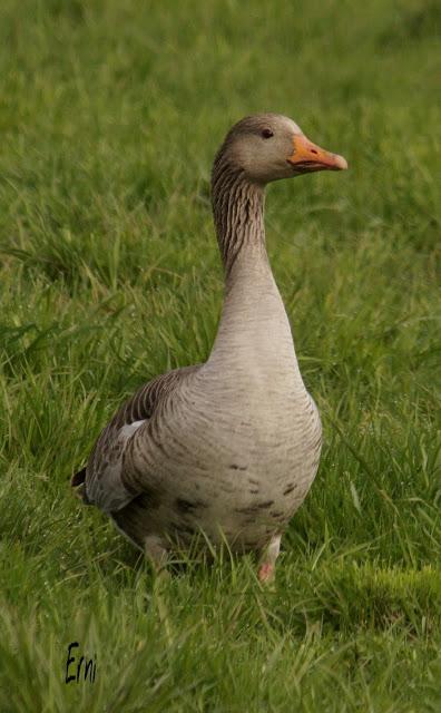 PAJAREANDO POR LA MARISMA