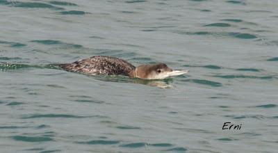 PAJAREANDO POR LA MARISMA