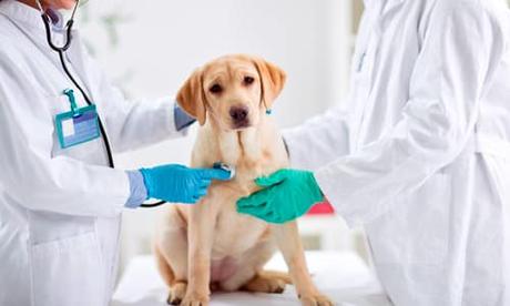 Enfermedades comunes en perros