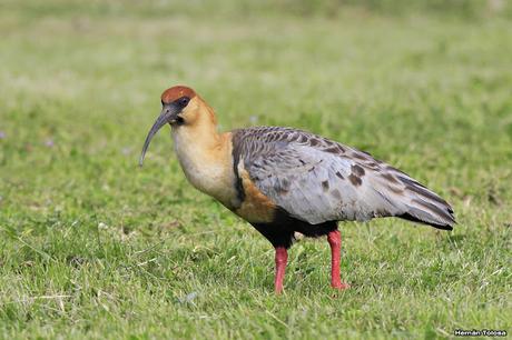 Bandurrias en Trevelin