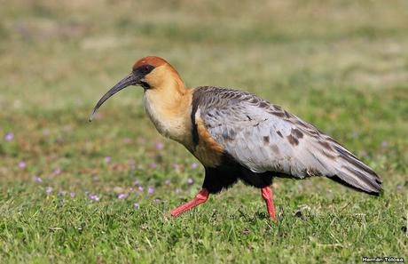 Bandurrias en Trevelin