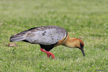 Bandurrias en Trevelin