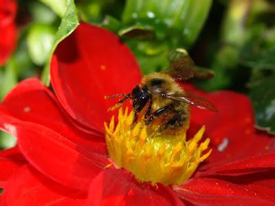 Subió en un 30% la producción de miel de abeja en Colombia