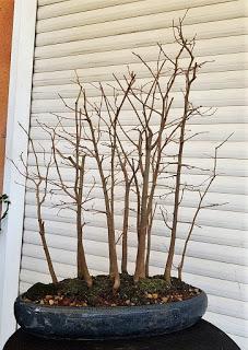 Nº 114 Almez + bosque + trasplante Nº 114 Almez + bosque + trasplante