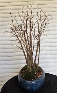 Nº 114 Almez + bosque + trasplante Nº 114 Almez + bosque + trasplante