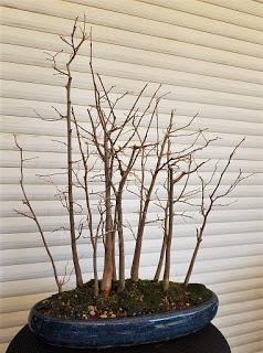 Nº 114 Almez + bosque + trasplante Nº 114 Almez + bosque + trasplante