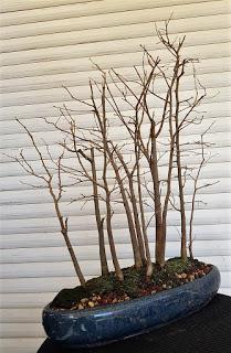 Nº 114 Almez + bosque + trasplante Nº 114 Almez + bosque + trasplante