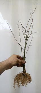 Nº 114 Almez + bosque + trasplante Nº 114 Almez + bosque + trasplante