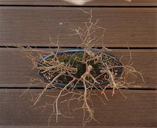 Nº 114 Almez + bosque + trasplante Nº 114 Almez + bosque + trasplante