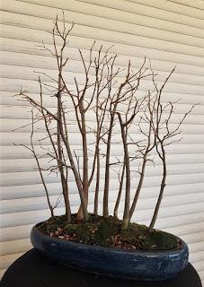 Nº 114 Almez + bosque + trasplante Nº 114 Almez + bosque + trasplante