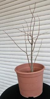 Nº 114 Almez + bosque + trasplante