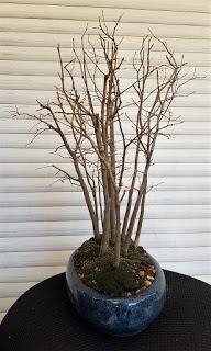 Nº 114 Almez + bosque + trasplante